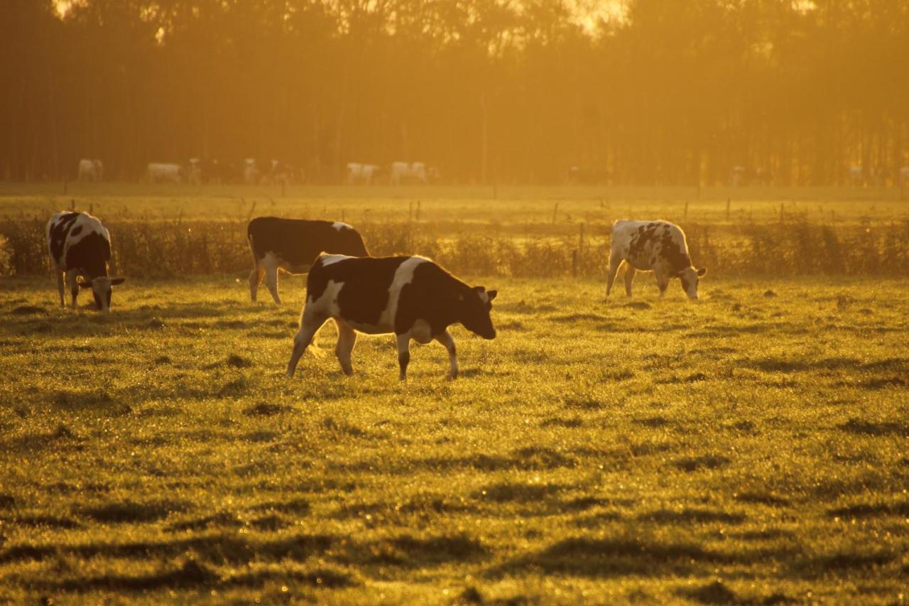 Boerderij Chalet Drijber Buitenkant foto